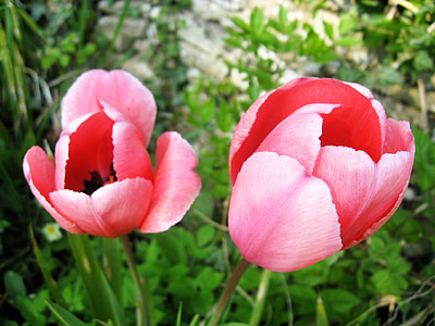 Růžové tulipány, červená, květiny, květy, květy, jaro, čerstvé