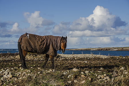 cavalo, mar, jaqueta, água, oceano, vida selvagem, Irlanda