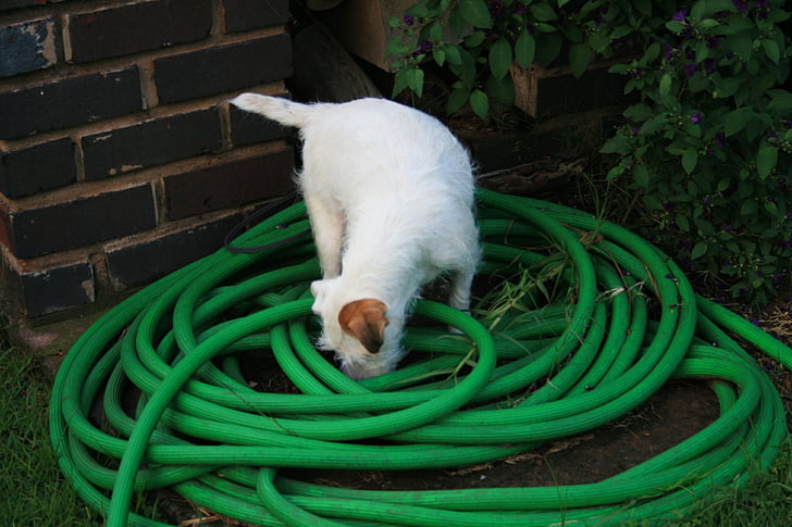 white dog, dog, white, parson's jack russell, terrier, sniffing, hose