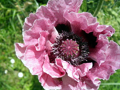 Poppy, kelopak bunga, bunga, Taman, Prancis, poppy merah muda, bidang