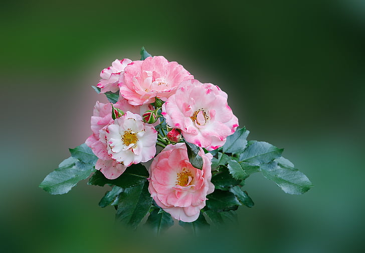slējās, rozā, rožu ziedu, rožu dārzs, daba, rozā krāsa, ziedlapas