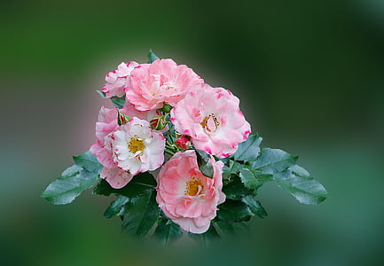 levantou-se, -de-rosa, flor rosa, jardim rosas, natureza, cor-de-rosa, pétala