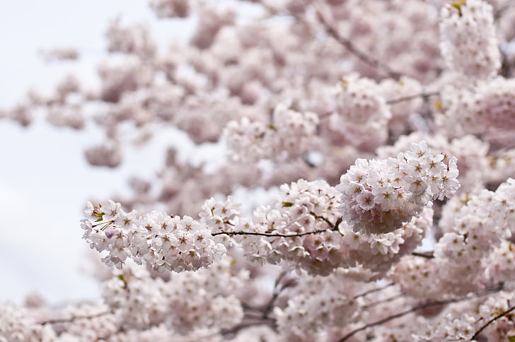 mekar, Blossom, Sakura, Flora, bunga, musim semi, pohon