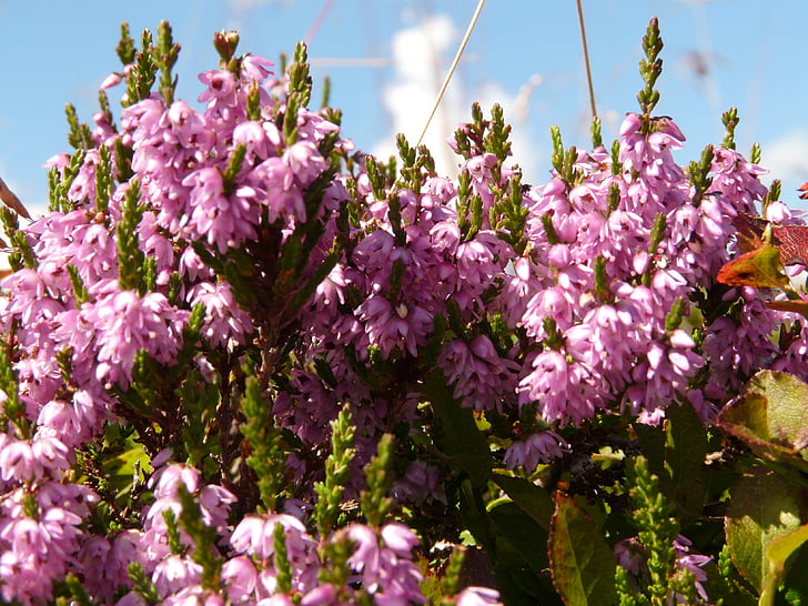 heather, plant switches, flower, blossom, bloom, pink, purple