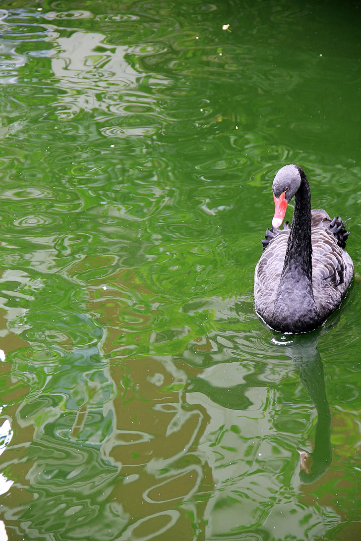 djur, Swan, svart, sjön, vatten, akvarell, grön