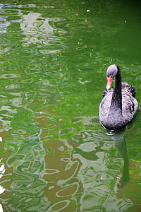 dyr, Swan, svart, Lake, vann, akvarell, grønn