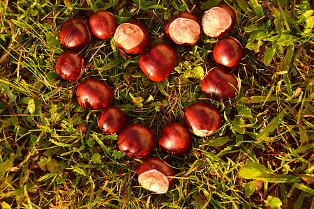jantung, chestnut, chestnut kuda, rosskastanie biasa, musim gugur, rosskastanie Umum, buah berangan