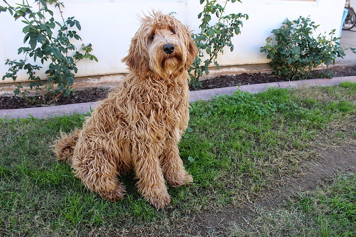 labradoodle, lab, dog, puppy, long hair, long haired dog, pup