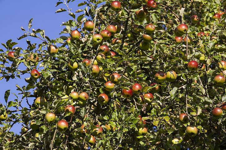 Boskoop, árvore de maçã, Apple, frutas, vermelho, saudável, vitaminas