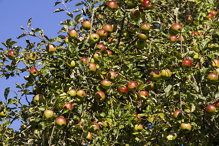 boskoop, 树上苹果, 苹果, 水果, 红色, 健康, 维生素