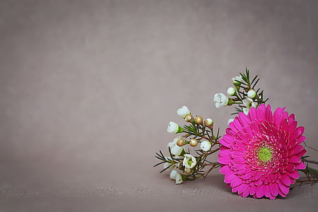 flor, -de-rosa, Gerbera, flor, flor, pétalas, flor de primavera