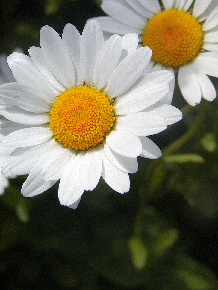 Daisy, våren, gul, vita, biljetter, detalj, skönhet