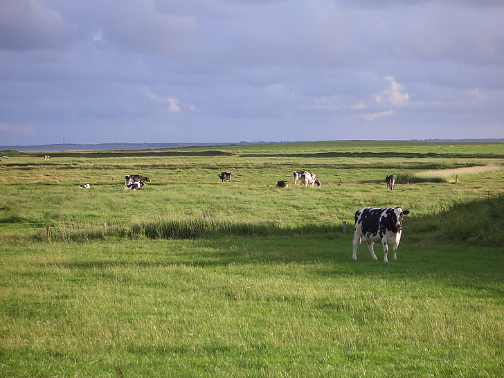 острові Föhr, краєвид, корів