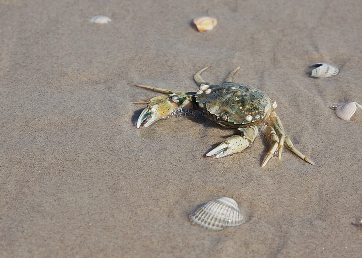 crab, plajă, apa, animal de mare, mare, cancerul, coasta