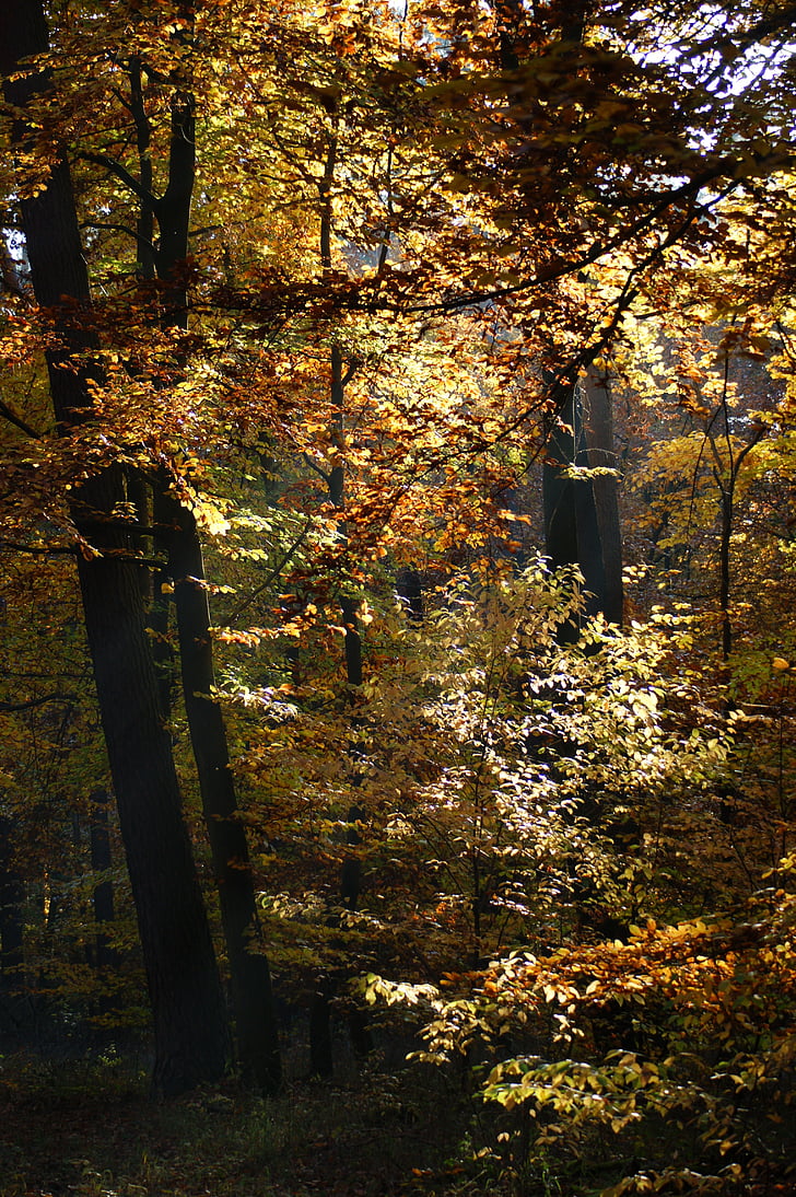 秋, フォレスト, 木, 離れて, 自然, 葉, 秋の色