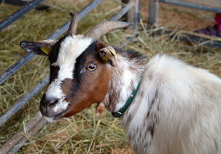 goat, young goat, kid, young animal, domestic goat, farm, fur