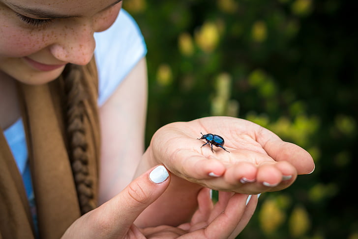 beetle, dung beetle, hand, finger, palm, girl, viewing