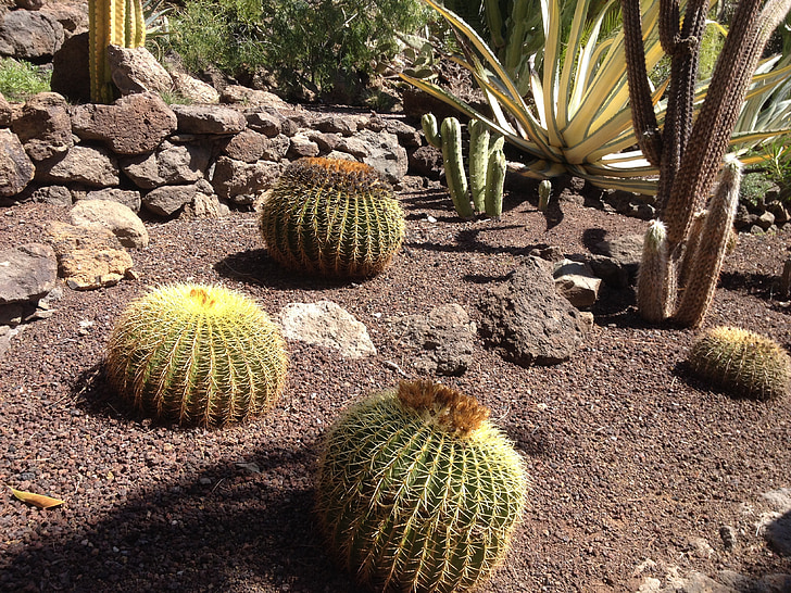 Cactus, naturel, plante, nature, désert, plante succulente