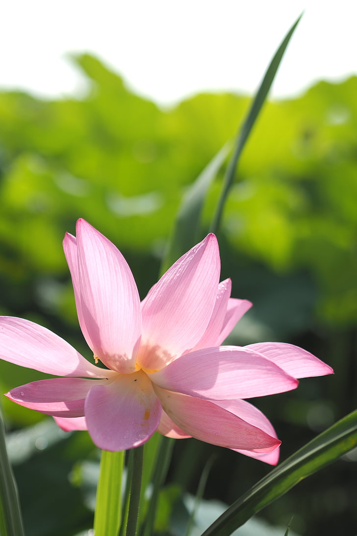 Lotus, no rīta, puķe, rozā, daba, atpūta, vasaras