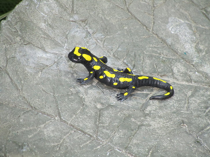 salamander, black, yellow, animal, lizard, rock, nature