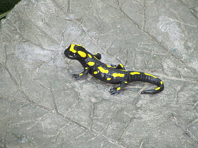Salamandra, nero, giallo, animale, lucertola, roccia, natura