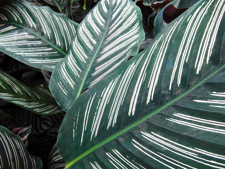 blader, grønn, hvit, stripete