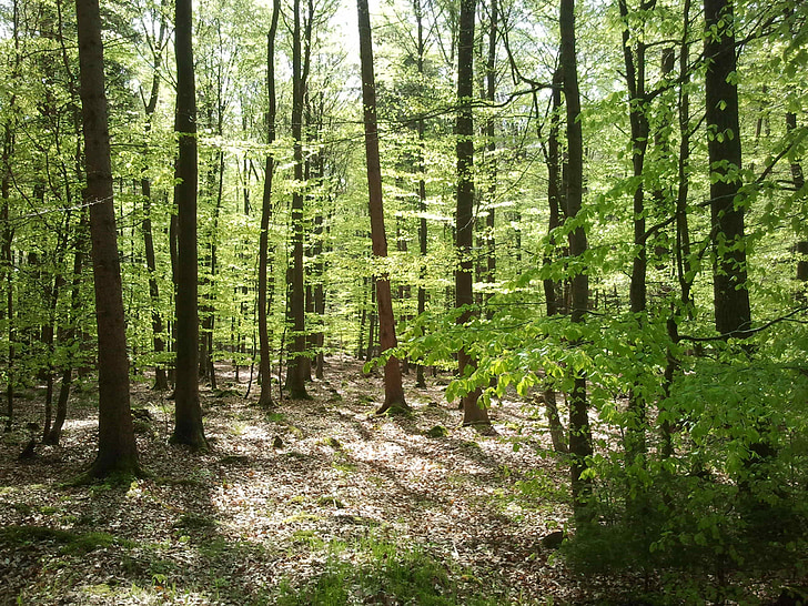 erdő, maiwald, tavaszi