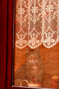 окно, кошка, кошачьи, Китти, домашнее животное, животное, котенок