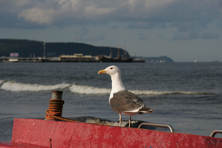 baltic sea coast, poland, sopot, boats, bird, seagull