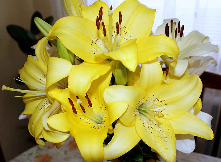 blommor, Lily, gul, en gul blomma, vacker blomma