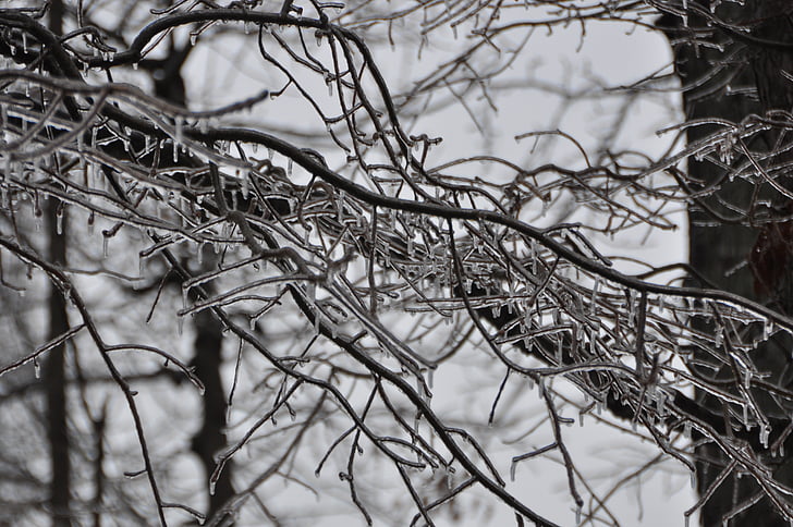talvi, Ice, myrsky, Ice tausta, jäinen, jäädytetty, puu