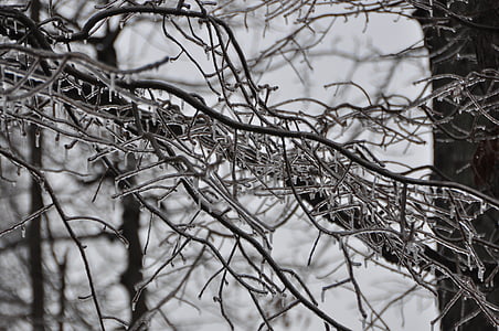 Winter, Eis, Sturm, Eis-Hintergrund, eisige, gefroren, Baum
