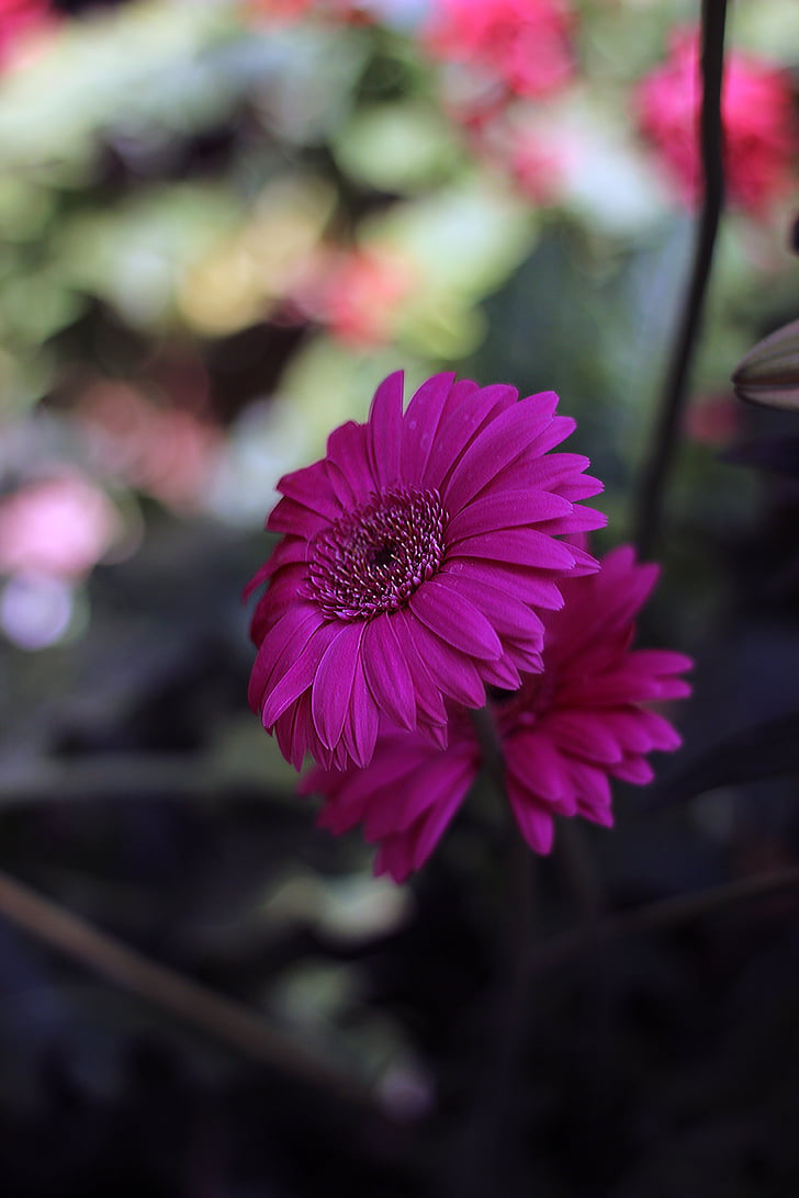 flower, pink, spring, image, close up, garden, life