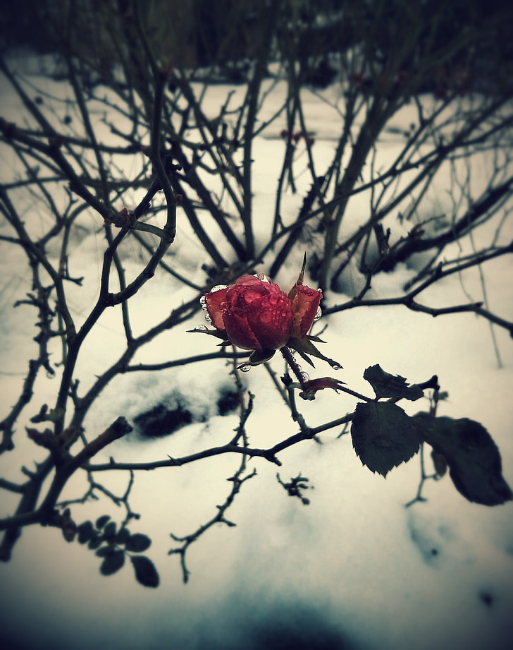 rose sauvage, hiver, plante, nature, gel, neige