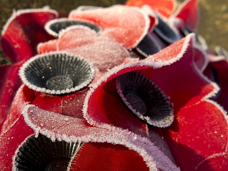 poppies, remembrance, wreath, war, frost