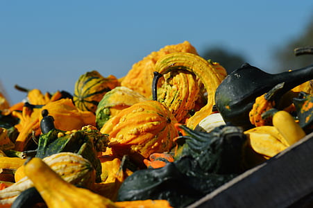 pumpa, hösten, oktober, Halloween, kalebass, pumpor, hösten dekoration