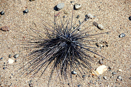 sea urchin, bali, sea, animals, beach, sand, nature
