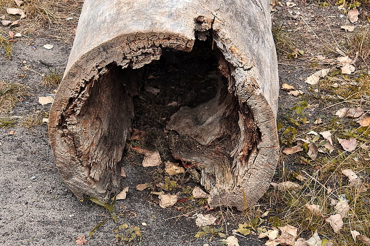 Dziennik, Hollow, drewno, stary, MORSCH, wydrążone drzewo