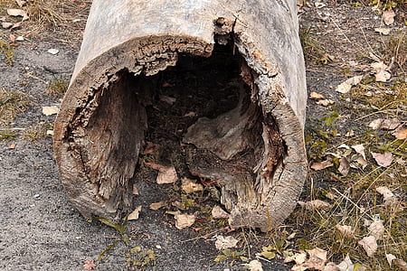 Registro, Cava, legno, vecchio, MORSCH, tronco di albero vuoto