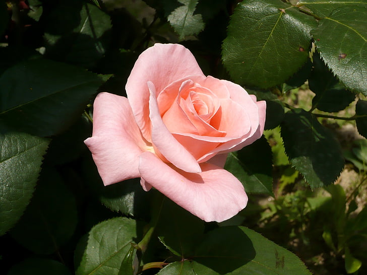 Rosa, Rosa, flor, bonica, pètal, Rosa - flor, natura