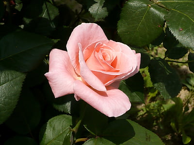 rose, pink, flower, beautiful, petal, rose - flower, nature