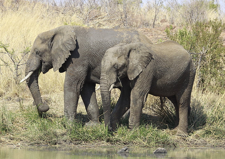afrikanske elefant, Pilanesburg nationalpark, Sydafrika, Wildlife, natur, dyrenes verden, Afrika