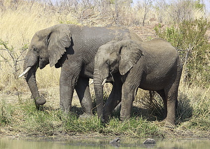 Afrikaanse olifant, pilanesburg Nationaalpark, Zuid-Afrika, dieren in het wild, natuur, dierenwereld, Afrika