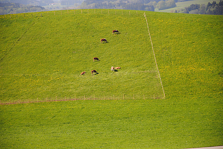alm, pasture, cows, chiemsee, green, fenced, cow
