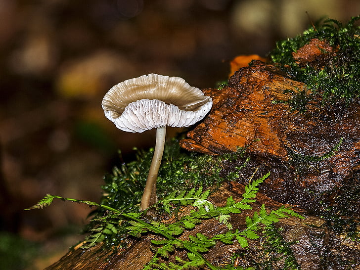 mushroom, forest, autumn, nature, fungus, season, close-up