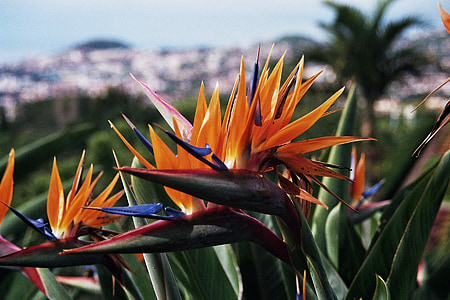 Madère, jardin botanique, fleur de perroquet, Portugal, Atlantique, île, printemps