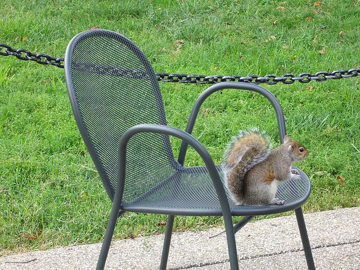 Vašingtonas, parkas, voverė, kėdė