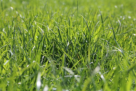 hierba, verde, primavera, hierba verde, naturaleza, planta, Prado