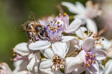 bee, flower, blossom, bloom, honey bee, summer, pollen