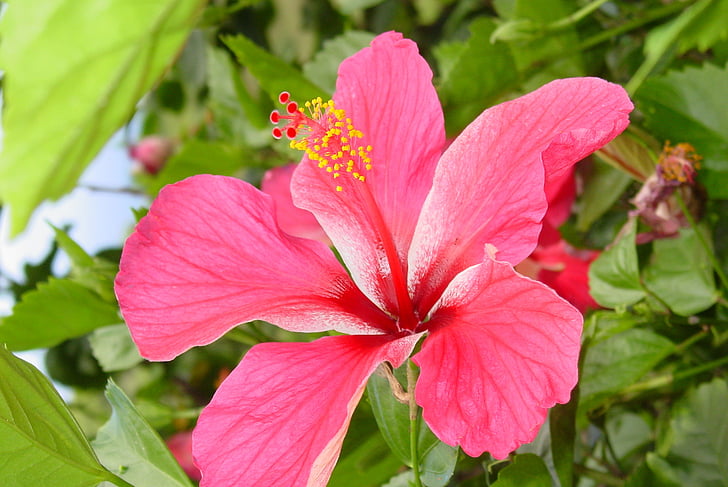hibiscus, flower, tropical, nature, pink, outdoor, plant
